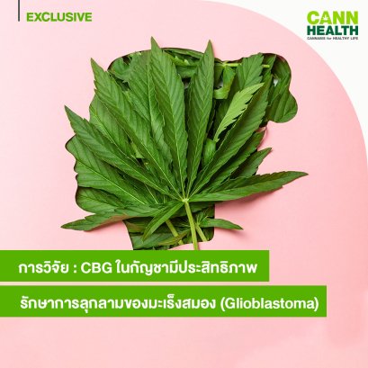 การวิจัย: CBG ในกัญชามีประสิทธิภาพรักษาการลุกลามของมะเร็งสมอง (Glioblastoma)