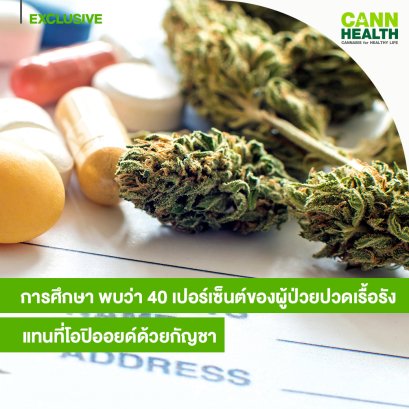 การศึกษา พบว่า 40 เปอร์เซ็นต์ของผู้ป่วยปวดเรื้อรังแทนที่โอปิออยด์ด้วยกัญชา