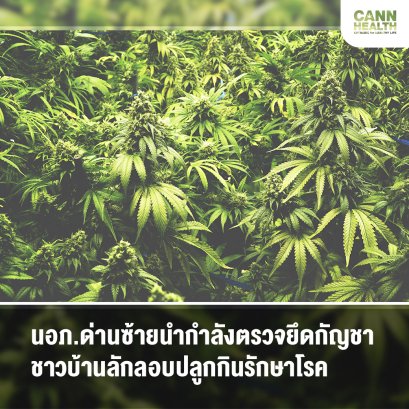 นอภ.ด่านซ้ายนำกำลังตรวจยึดกัญชาชาวบ้านลักลอบปลูกกินรักษาโรค