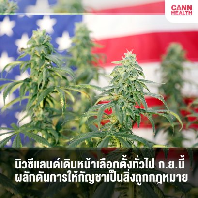 นิวซีแลนด์เดินหน้าเลือกตั้งทั่วไป ก.ย.นี้ ผลักดันการให้กัญชาเป็นสิ่งถูกกฎหมาย