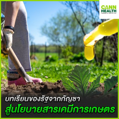 บทเรียนของรัฐจากกัญชาสู่นโยบายสารเคมีการเกษตร