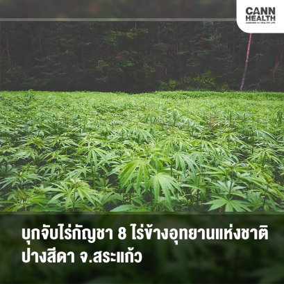 บุกจับไร่กัญชา 8 ไร่ข้างอุทยานแห่งชาติปางสีดา จ.สระแก้ว