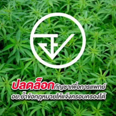 ปลดล็อกกัญชาเพื่อการแพทย์ อย.ยํ้าข้อกฎหมายให้แจ้งครอบครองได้