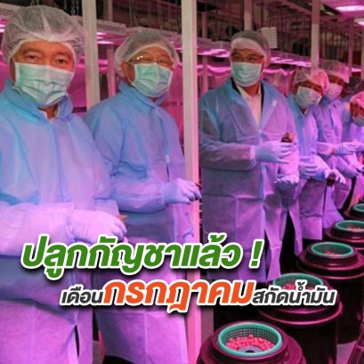 ปลูกกัญชาแล้ว เดือนกรกฎาคมสกัดนํ้ามัน