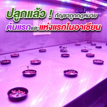 ปลูกแล้ว ! กัญชาถูกกฎหมาย ต้นแรกและแห่งแรกในอาเซียน