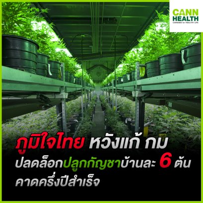 ภูมิใจไทย หวังแก้ กม.ปลดล็อกปลูกกัญชาบ้านละ 6 ต้น คาดครึ่งปีสำเร็จ