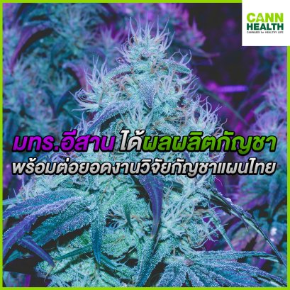 มทร.อีสาน ได้ผลผลิตกัญชา พร้อมต่อยอดงานวิจัยกัญชาแผนไทย