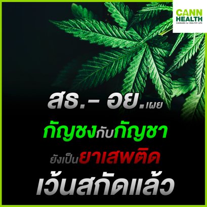 สธ.- อย.เผย กัญชงกับกัญชายังเป็นยาเสพติด เว้นสกัดแล้ว