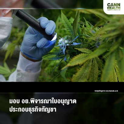 มอบ อย.พิจารณาใบอนุญาตประกอบธุรกิจกัญชา