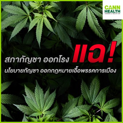 สภากัญชา ออกโรง แฉ! นโยบายกัญชา ออกกม.เอื้อพรรคการเมือง