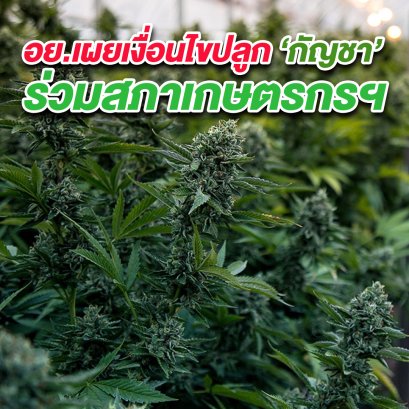 อย.เผยเงื่อนไขปลูก “กัญชา” ร่วมสภาเกษตรกรฯ