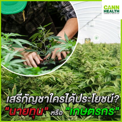 เสรีกัญชาใครได้ประโยชน์? "นายทุน" หรือ "เกษตรกร"