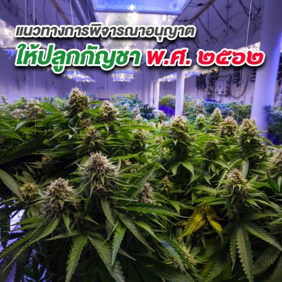 แนวทางการพิจารณาอนุญาตให้ปลูกกัญชา พ.ศ. ๒๕๖๒