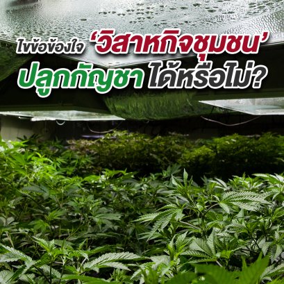 ไขข้อข้องใจ ‘วิสาหกิจชุมชน’ ปลูกกัญชา ได้หรือไม่?