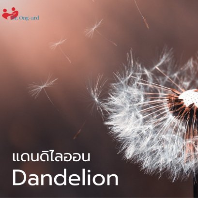 แดนดิไลออนมีประโยชน์อย่างไร