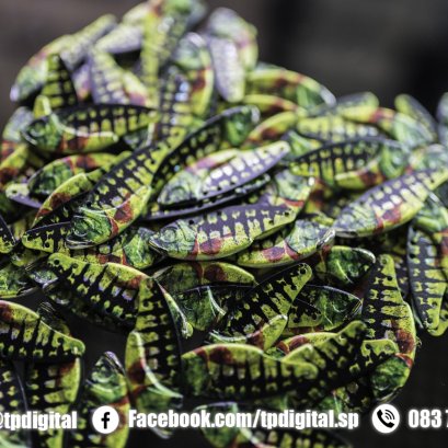 พิมพ์ลายลงบนโลหะตะกั่ว เหยื่อปลอม ทรงปลานิล พิมพ์ลายตามต้องการ พิมพ์ลายเต็มชิ้นงาน ทั้ง 2 ด้าน 