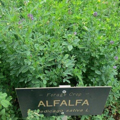 4 สิ่งที่ควรรู้เกี่ยวกับ ถั่วอัลฟาฟ่า