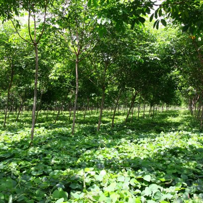 5  ข้อดี! ของการปลูกซีรูเลียม