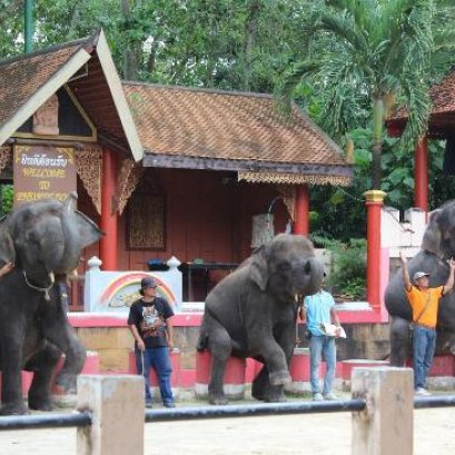 A007 : Half Day Elephant Trekking and  Elephant + Monkey Show