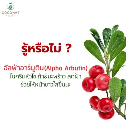 รู้หรือไม่ ? อัลฟ่าอาร์บูติน (Alpha Arbutin) ในครีมหัวไชเท้า&มะพร้าว ลดฝ้า ช่วยให้หน้าขาวใสขึ้นด้วยนะ