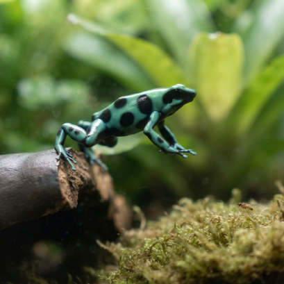 Poison Dart Frog