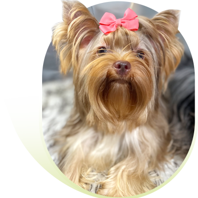 "ยอร์คเชียร์ เทอร์เรีย" 