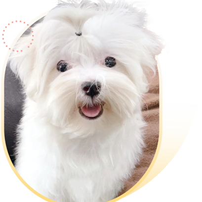 "มอลทีส” 