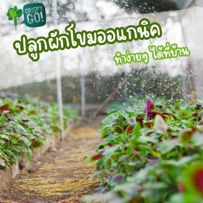 วิธีการการปลูกผักโขมอแกนิค 