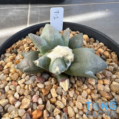 Ariocarpus maruibo x trifinger