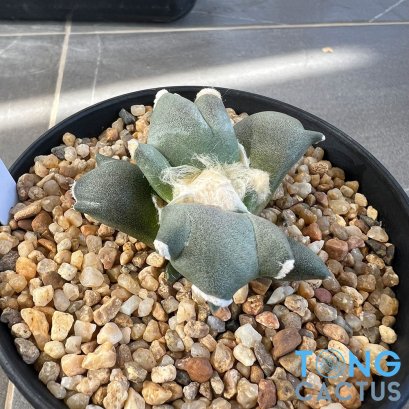 Ariocarpus maruibo x trifinger