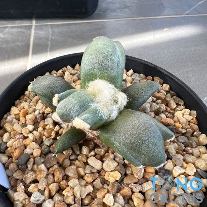 Ariocarpus maruibo x trifinger