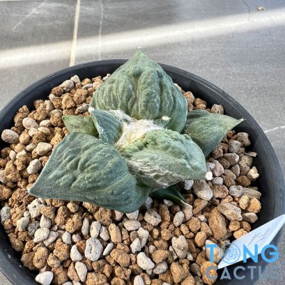 Ariocarpus cauliflower