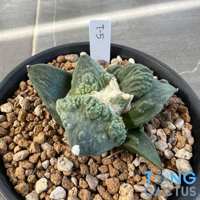 Ariocarpus cauliflower