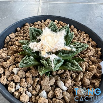 Ariocarpus fissuratus v hintonii