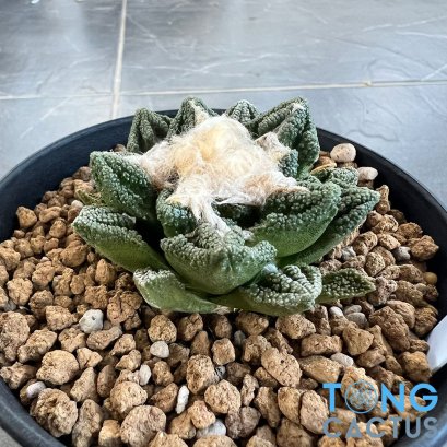 Ariocarpus fissuratus v hintonii