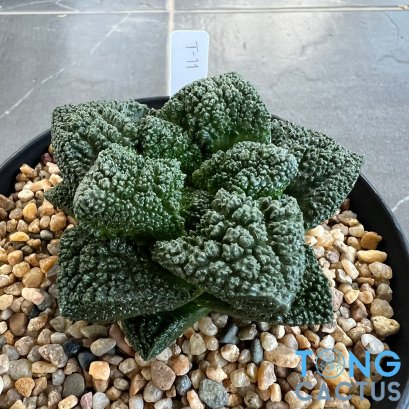 Ariocarpus Godzilla
