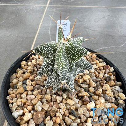 Astrophytum ornatum cv kikko