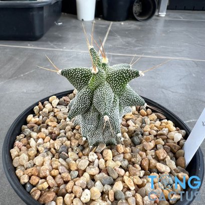 Astrophytum ornatum cv kikko