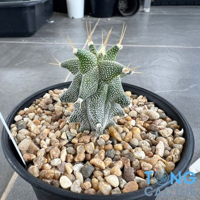 Astrophytum ornatum cv kikko