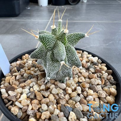Astrophytum ornatum cv kikko