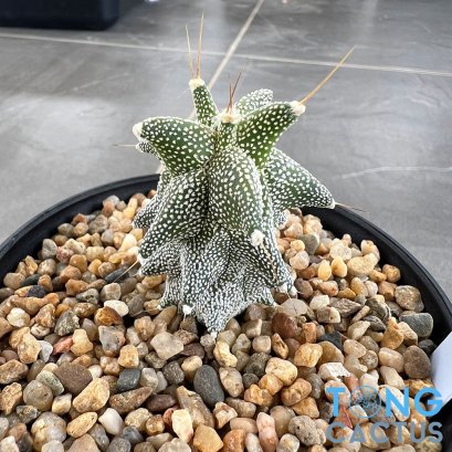 Astrophytum ornatum cv kikko