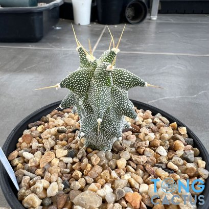Astrophytum ornatum cv kikko