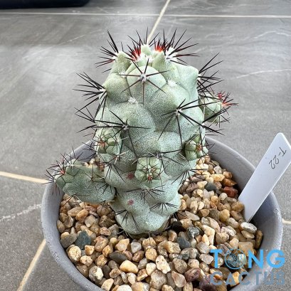 Ortegocactus macdougallii