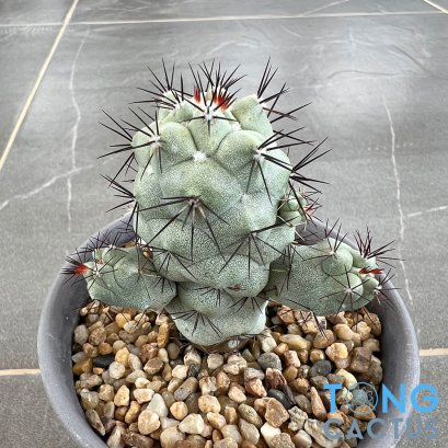 Ortegocactus macdougallii