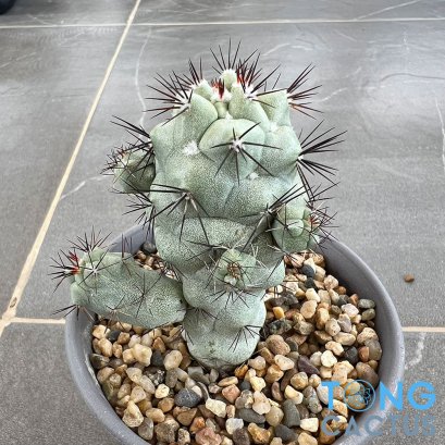 Ortegocactus macdougallii