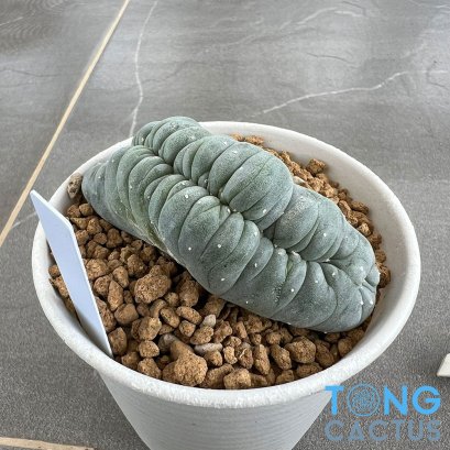 Lophophora williamsii cristata
