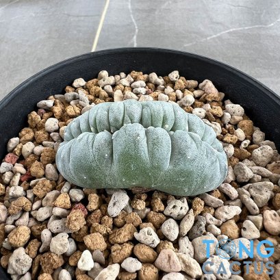 Lophophora williamsii cristata