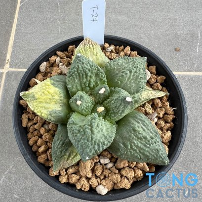 Ariocarpus cauliflower x godzilla variegated