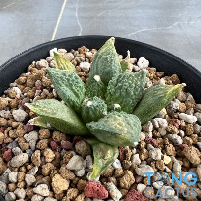 Ariocarpus cauliflower x godzilla variegated