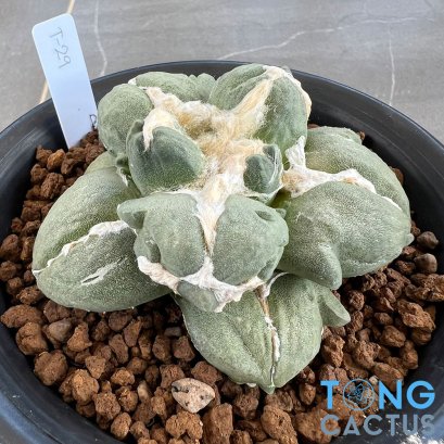 Ariocarpus maruibo trifinger pectinatus